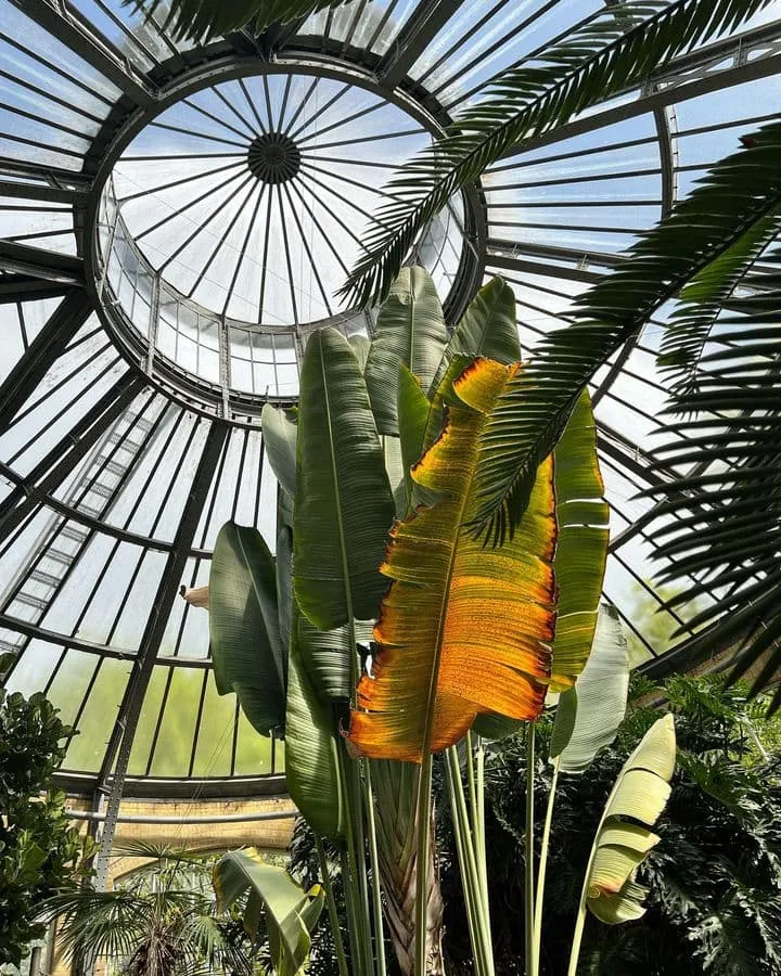 hortus botanicus amsterdam hortus botanicus amsterdam