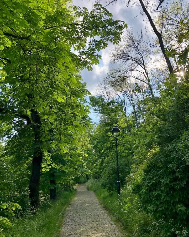 Kinskie's Garden Kinskie's Garden