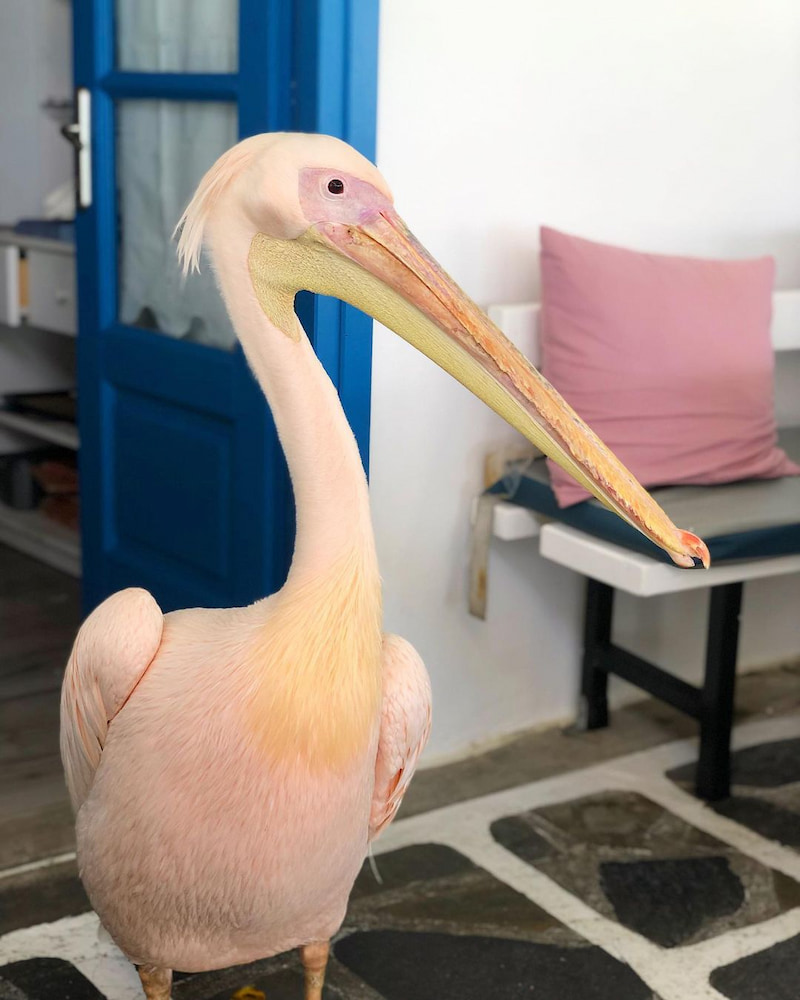 Petros the Pelican Petros the Pelican