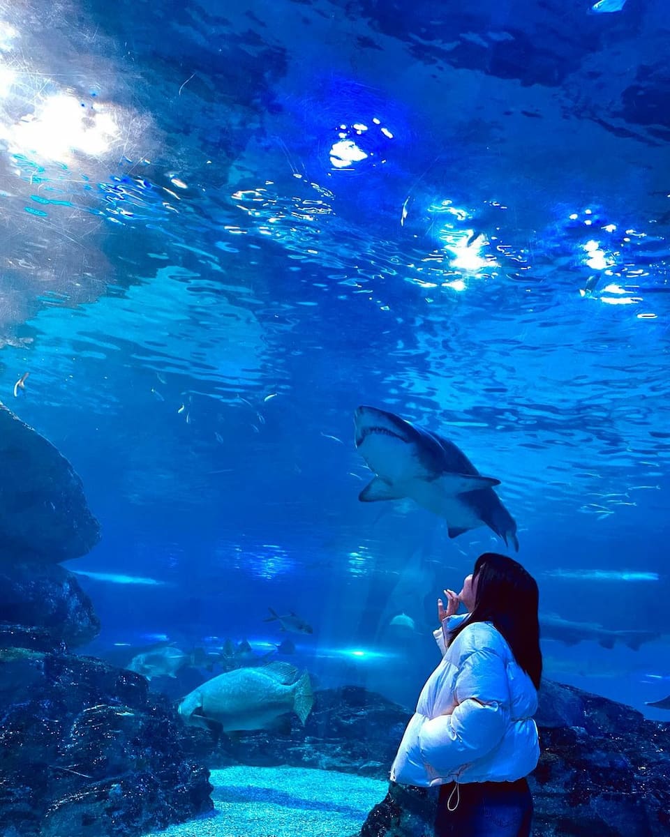 Busan SEA LIFE Busan Aquarium Busan SEA LIFE Busan Aquarium