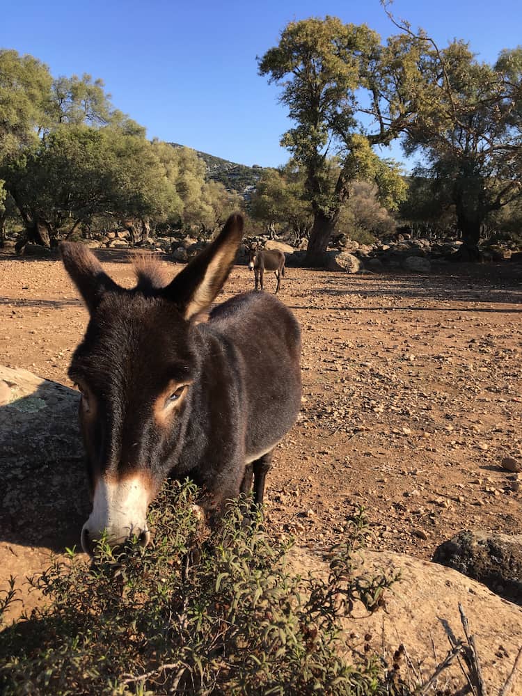 Cala Goloritzé, Sardinia Cala Goloritzé, Sardinia