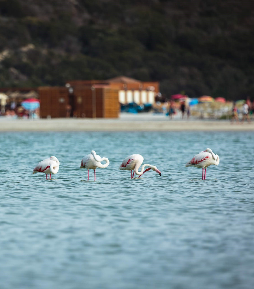 Spiaggia di Porto Giunco, Sardinia Spiaggia di Porto Giunco, Sardinia