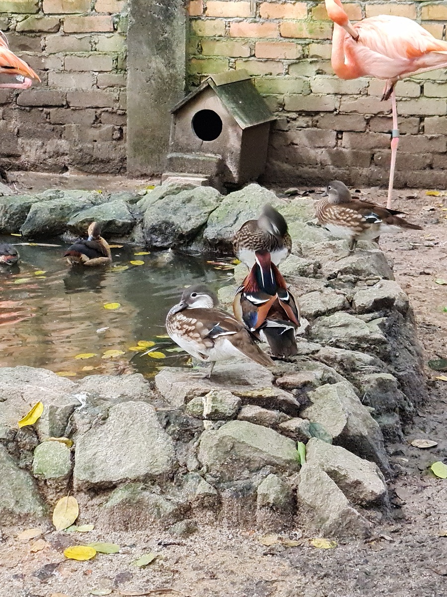 Penang Bird Park Penang Bird Park