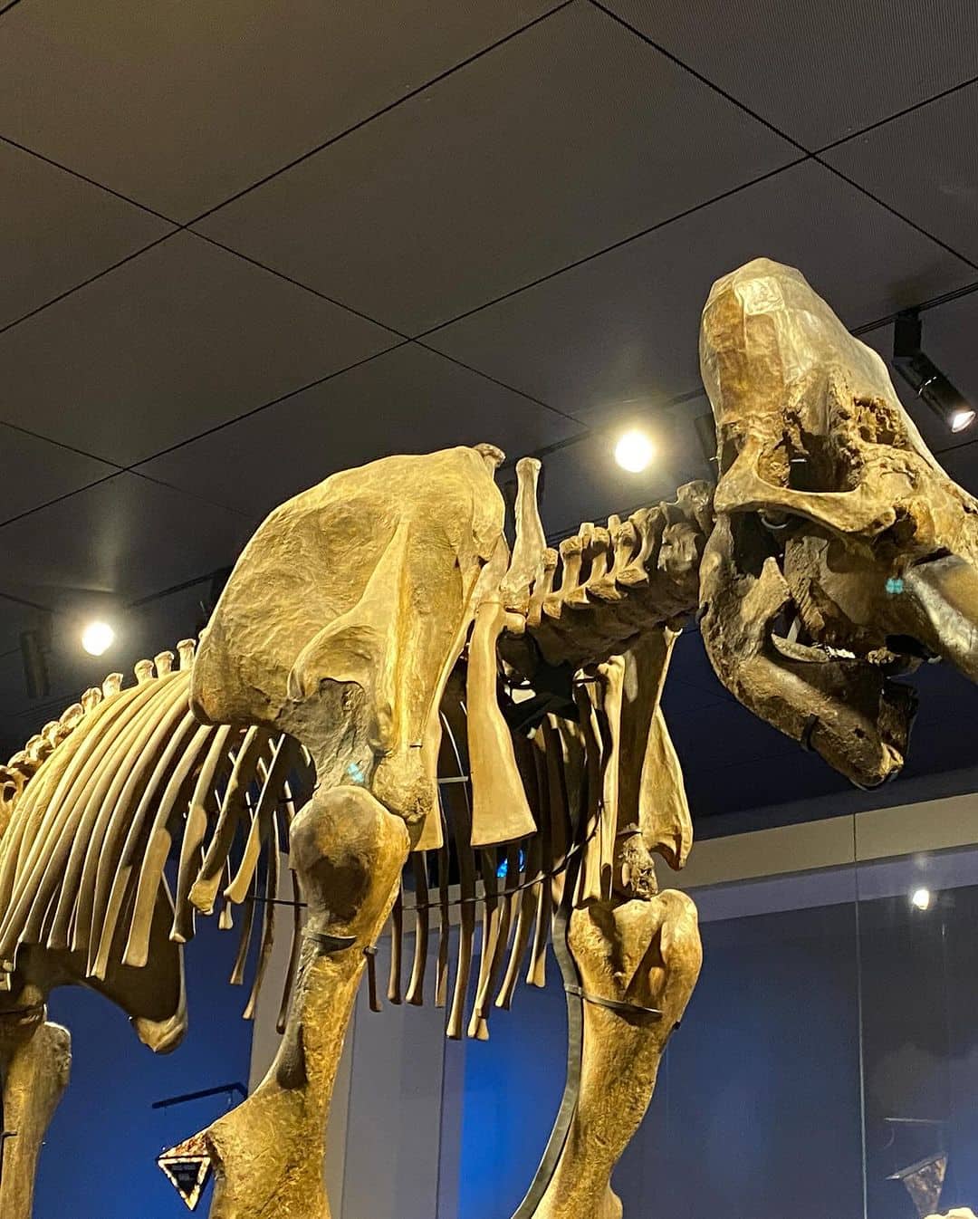 Musée des Confluences