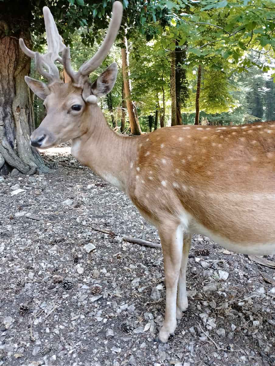 Gargano Peninsula, Puglia Gargano Peninsula, Puglia