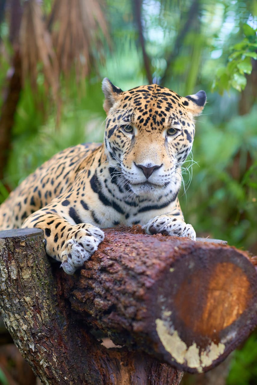 Hopkins, Belize Hopkins, Belize