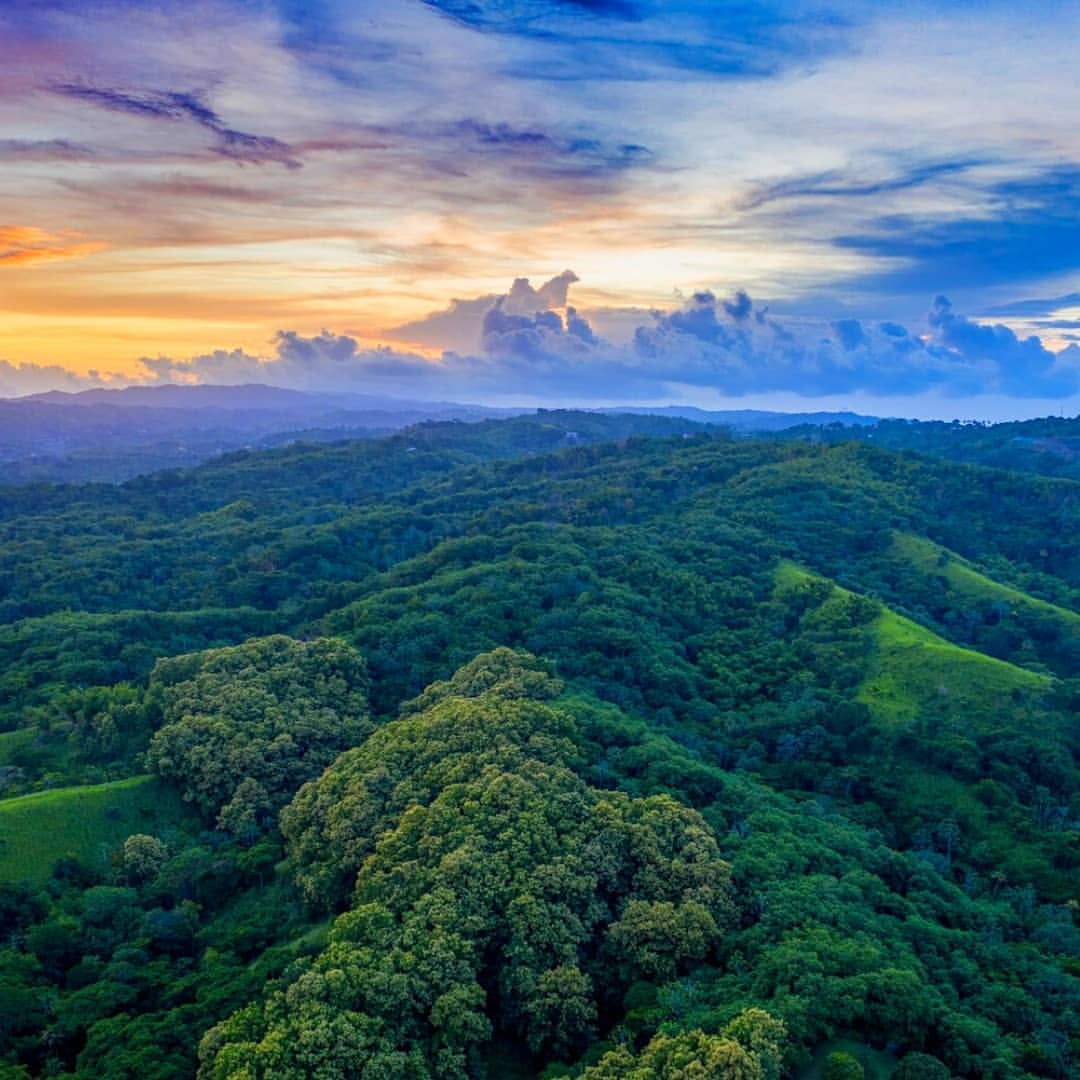 Main Ridge Forest Reserve