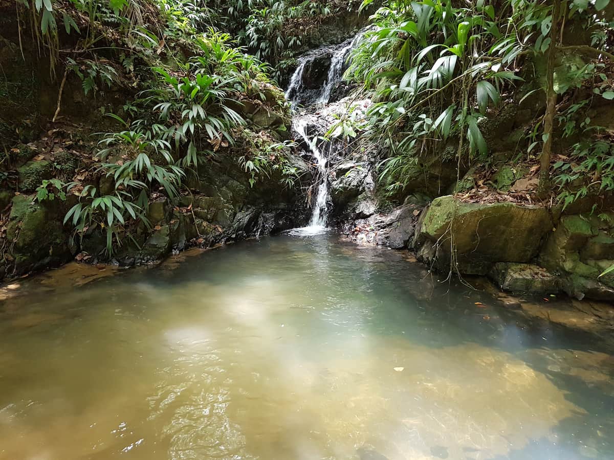 Main Ridge Forest Reserve