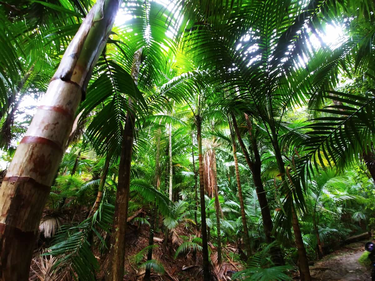 Main Ridge Forest Reserve