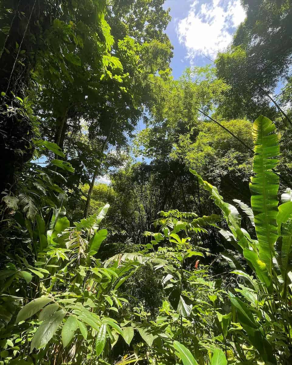 Rainforest of Argyle Falls