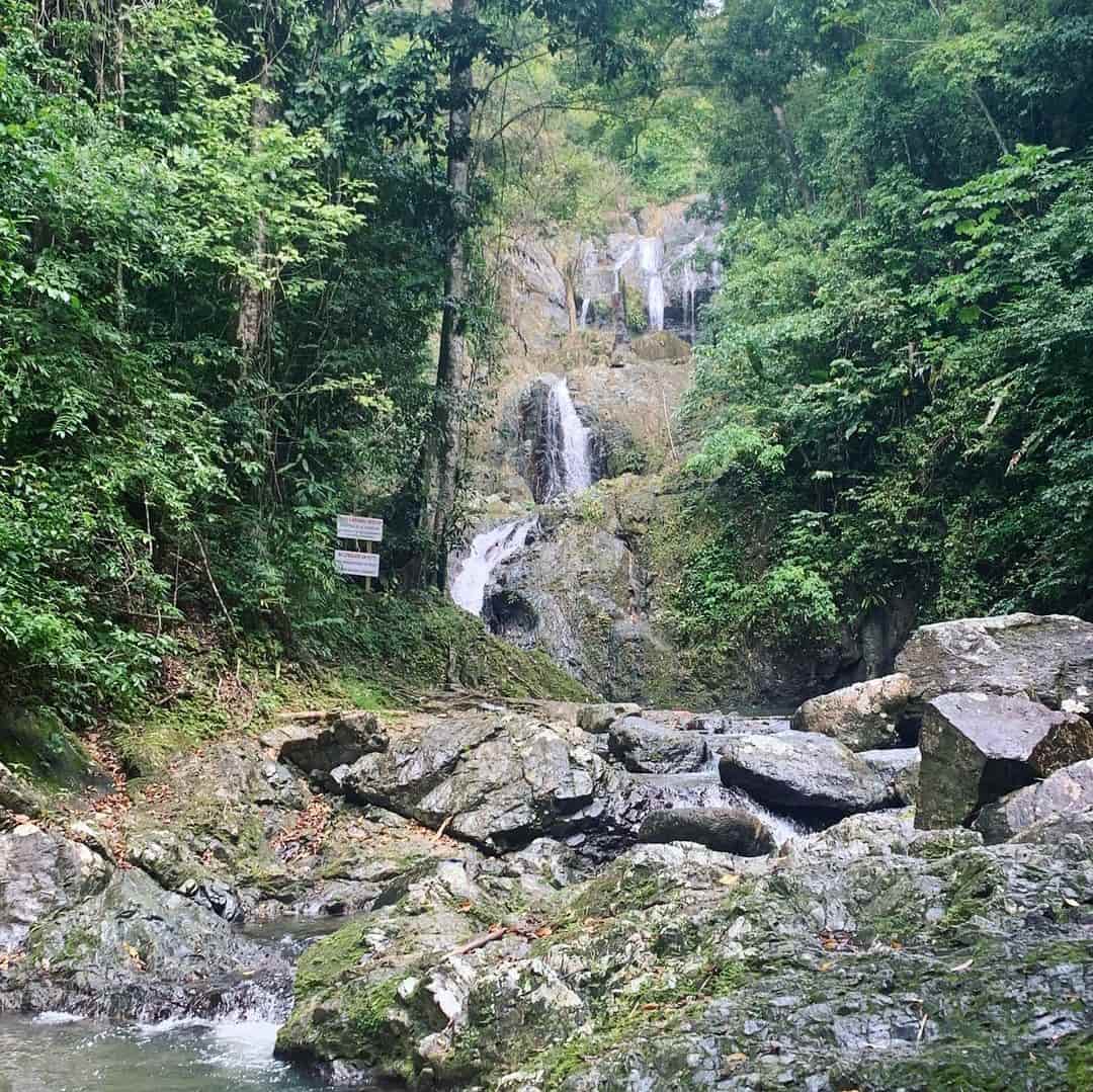 Rainforest of Argyle Falls