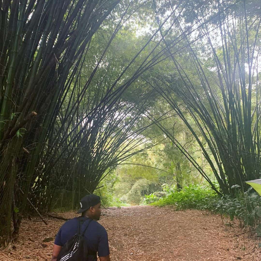 Rainforest of Argyle Falls