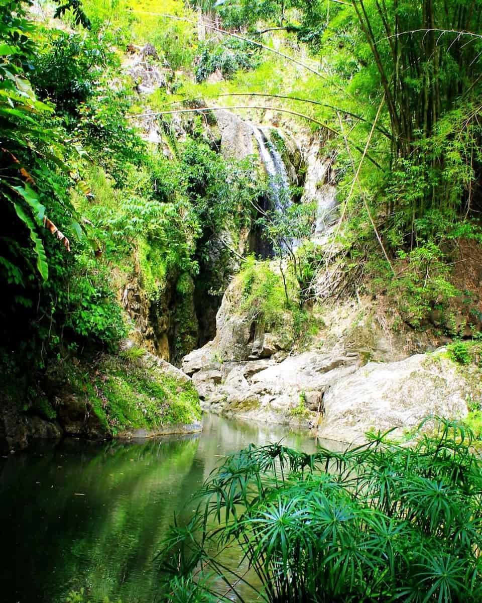 Rainforest of Argyle Falls