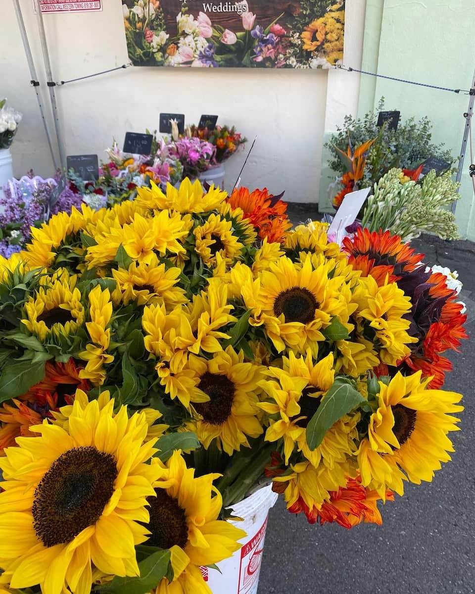 Ocean Beach Farmers Market