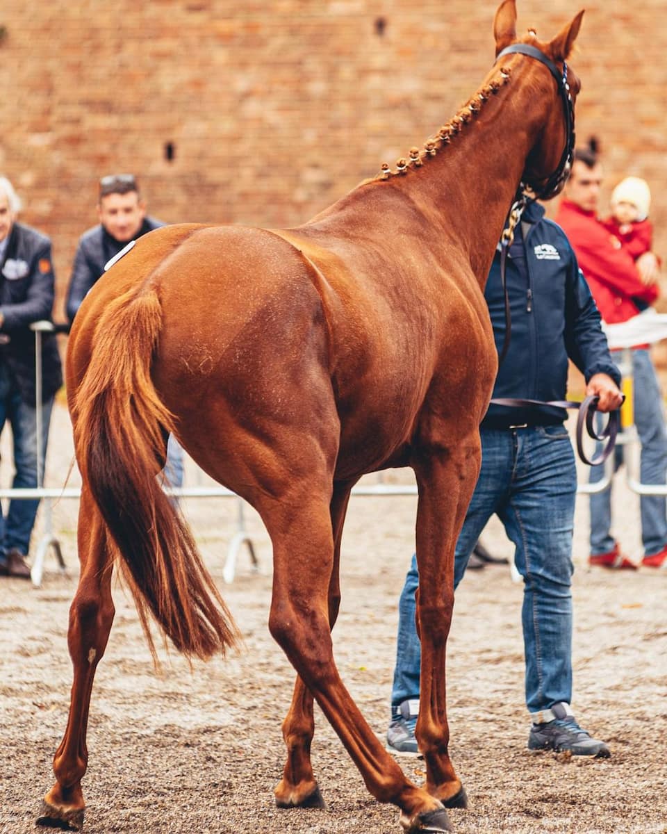 Siena’s Palio horse race Siena’s Palio horse race