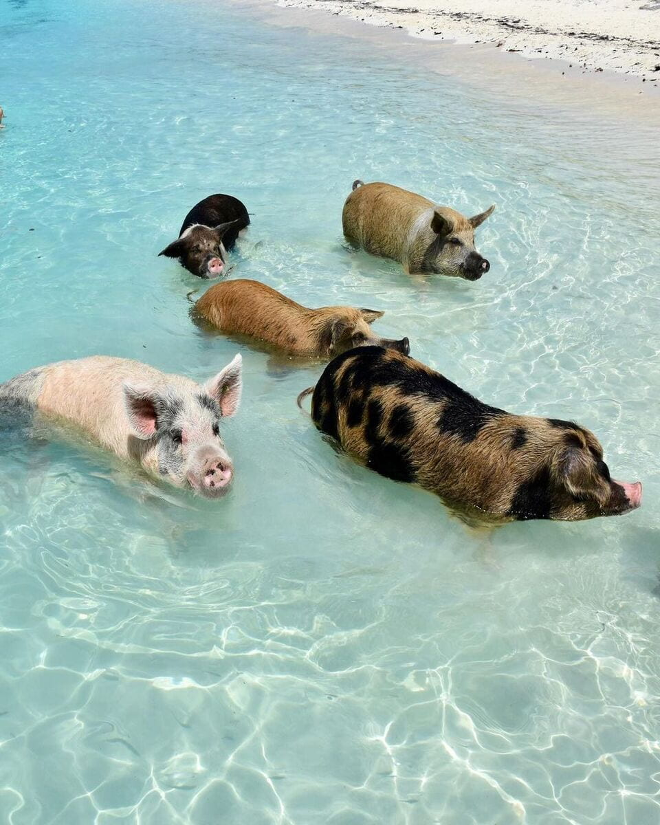 Big Major Cay Big Major Cay