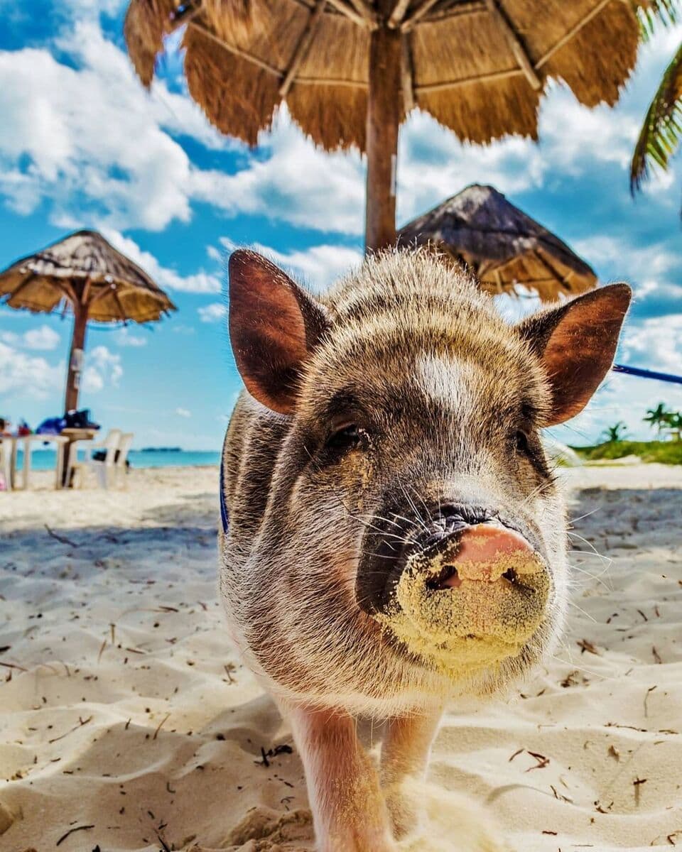 Big Major Cay Big Major Cay