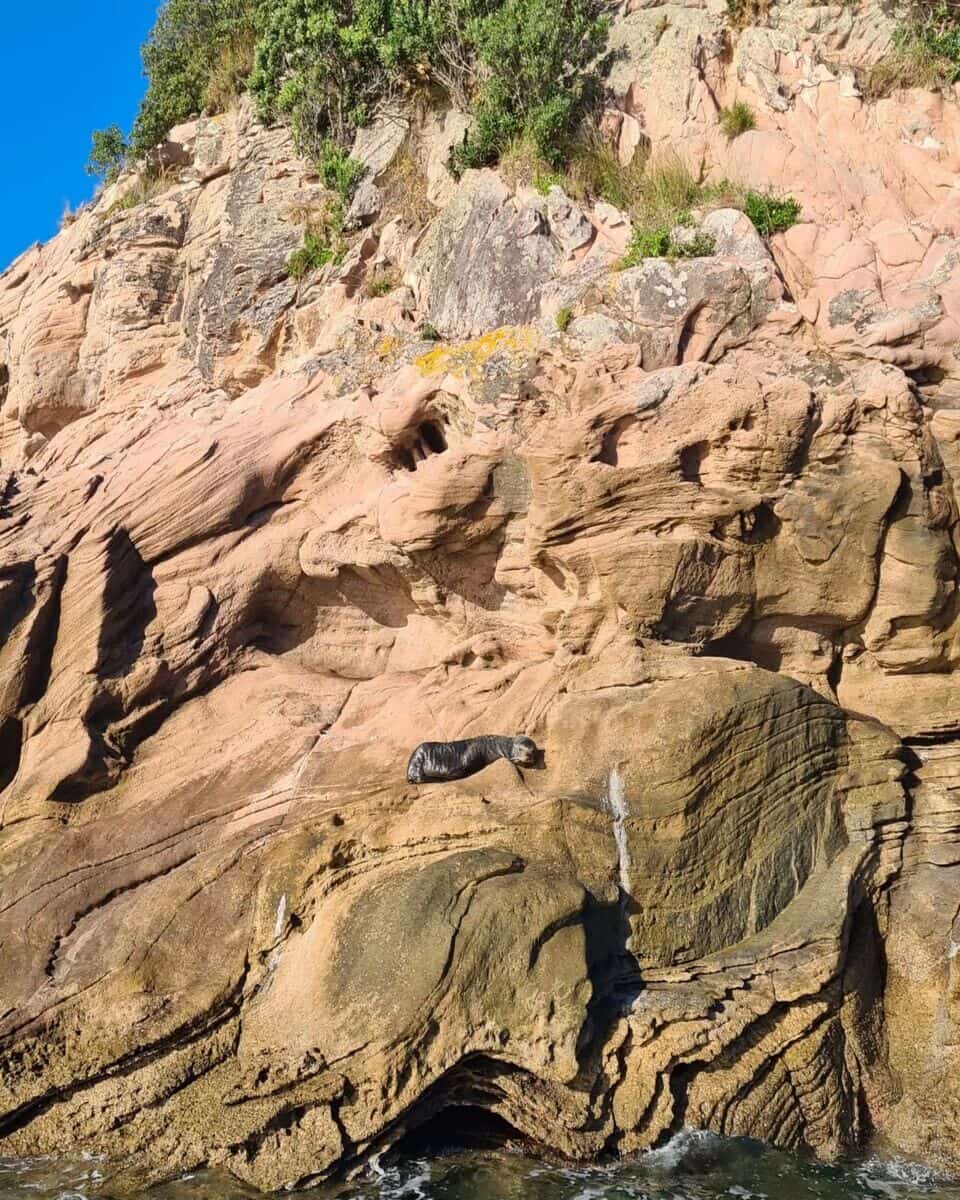 Coromandel, Hahei Coromandel, Hahei