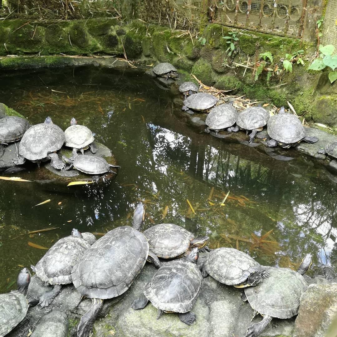 Panama, El Valle de Anton: El Nispero Zoo Panama, El Valle de Anton: El Nispero Zoo