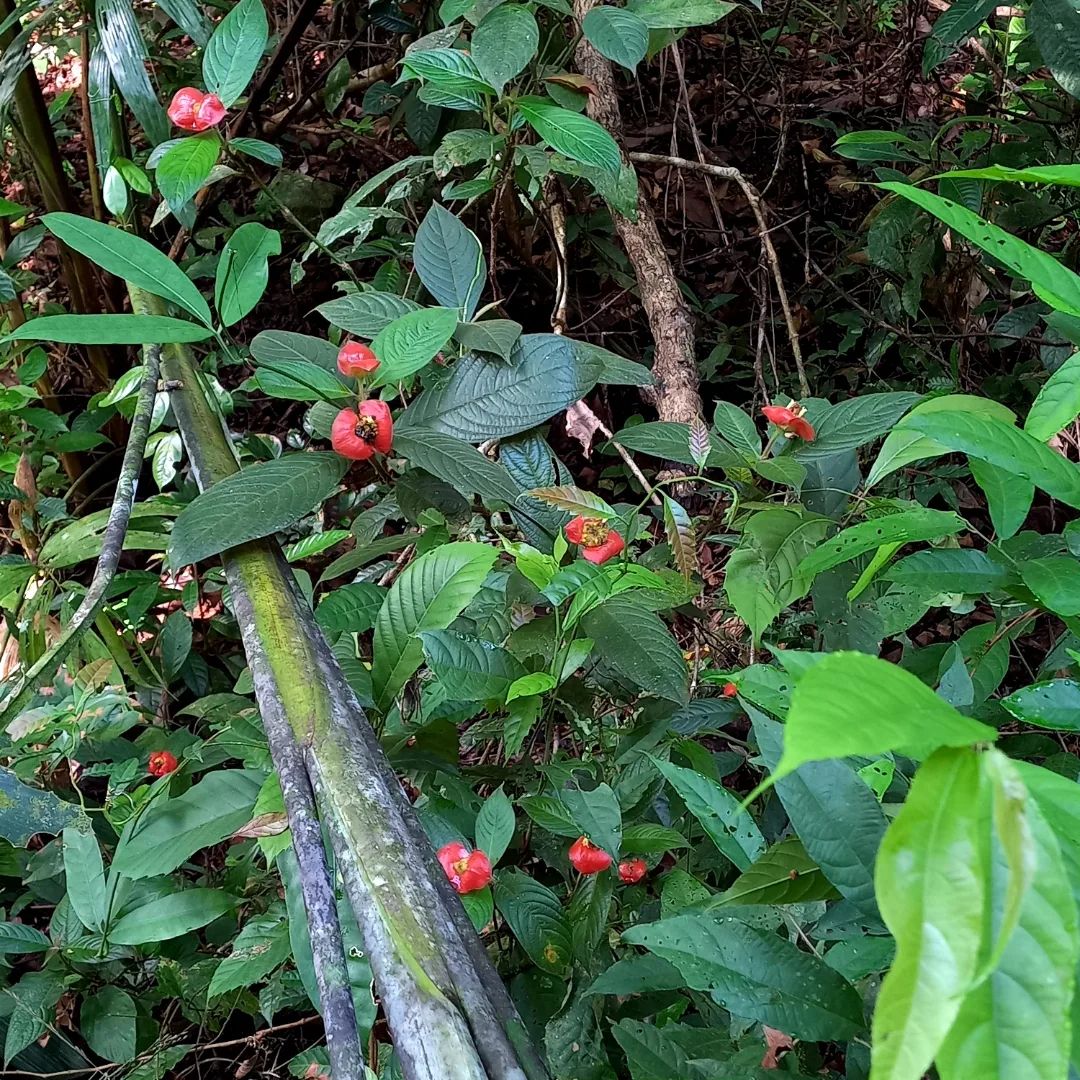 Panama, Gamboa Panama, Gamboa