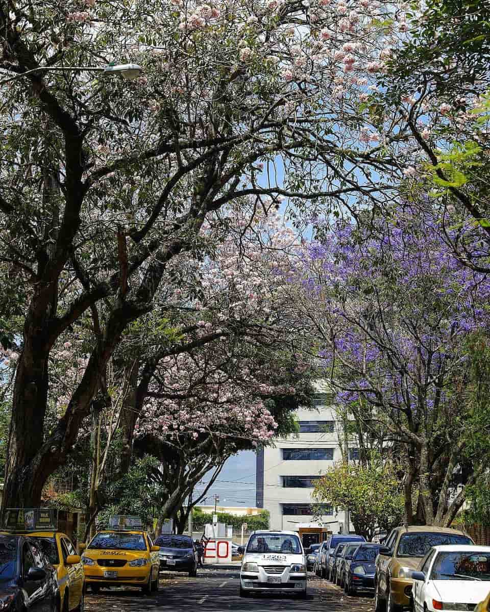 Zone 10 Zona Viva, Guatemala City Zone 10 Zona Viva, Guatemala City