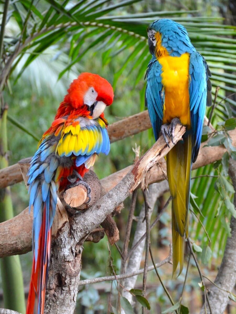 Alice Springs Desert Park, Australia Alice Springs Desert Park, Australia