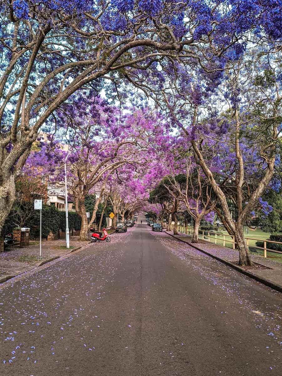 Australia in spring Australia in spring