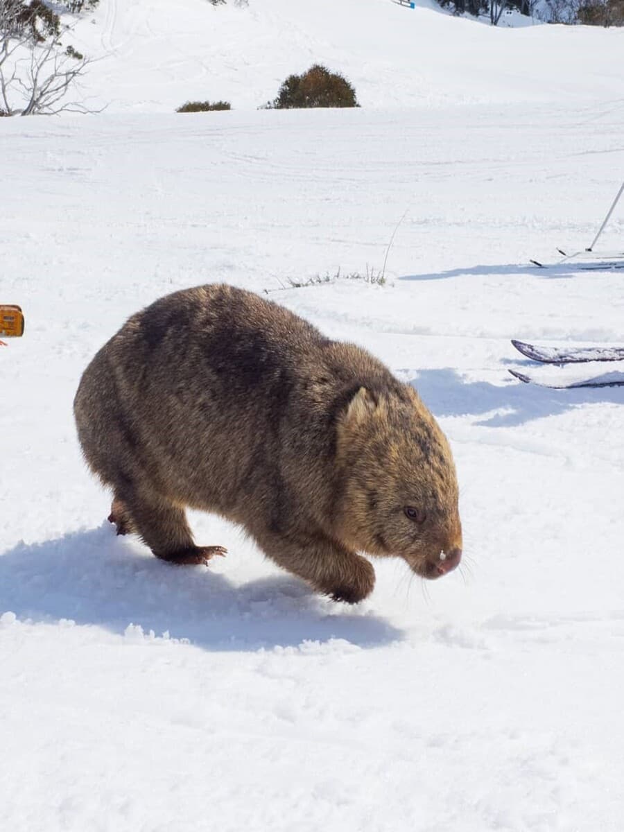 Australia in winter Australia in winter