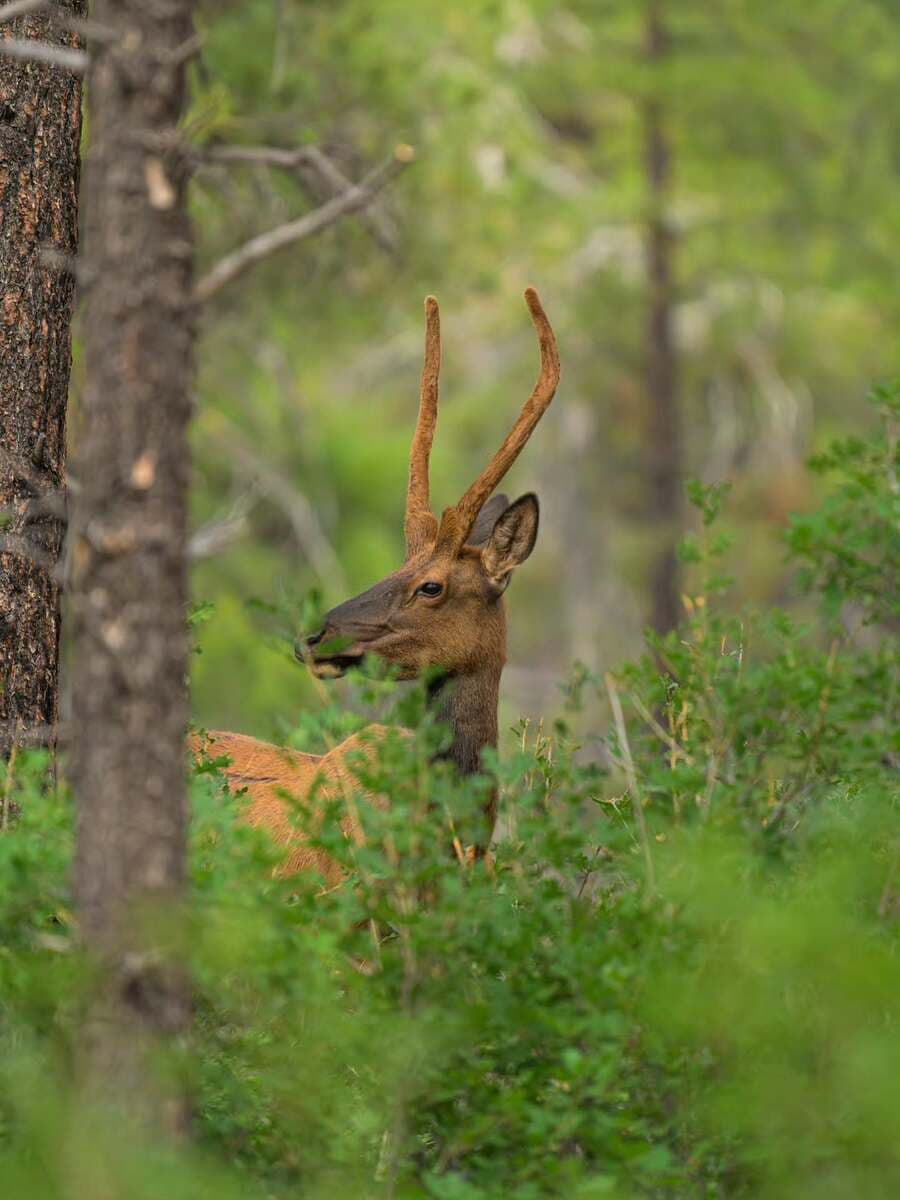 Grand Canyon in summer Grand Canyon in summer
