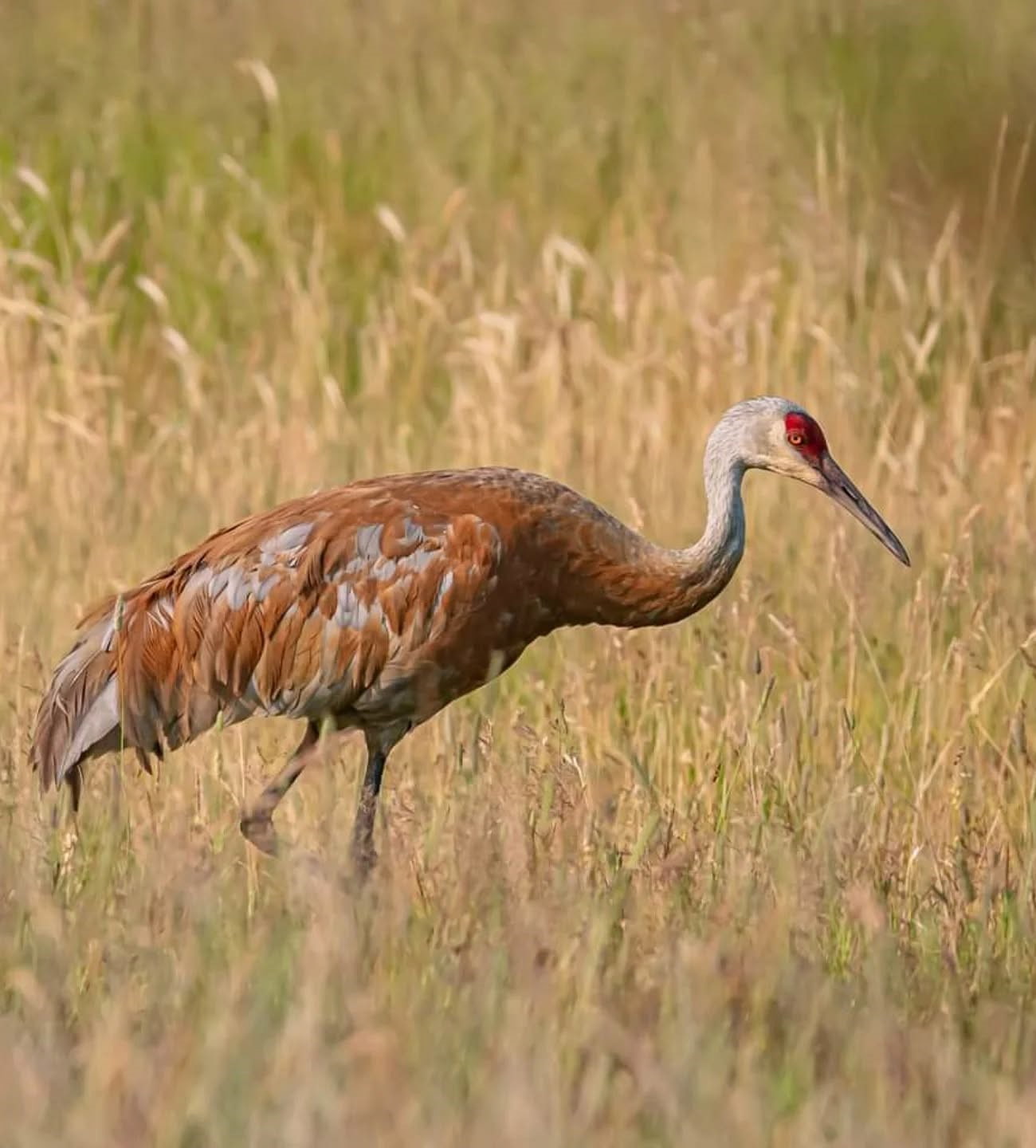 Kanadinė gervė, Yellowstone National Park, USA Kanadinė gervė, Yellowstone National Park, USA