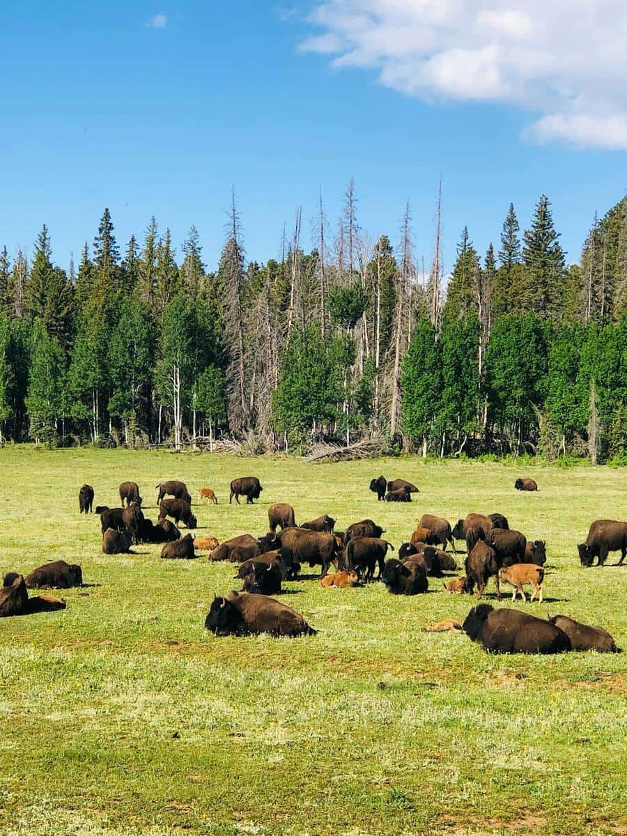 North Rim of Grand Canyon, USA North Rim of Grand Canyon, USA