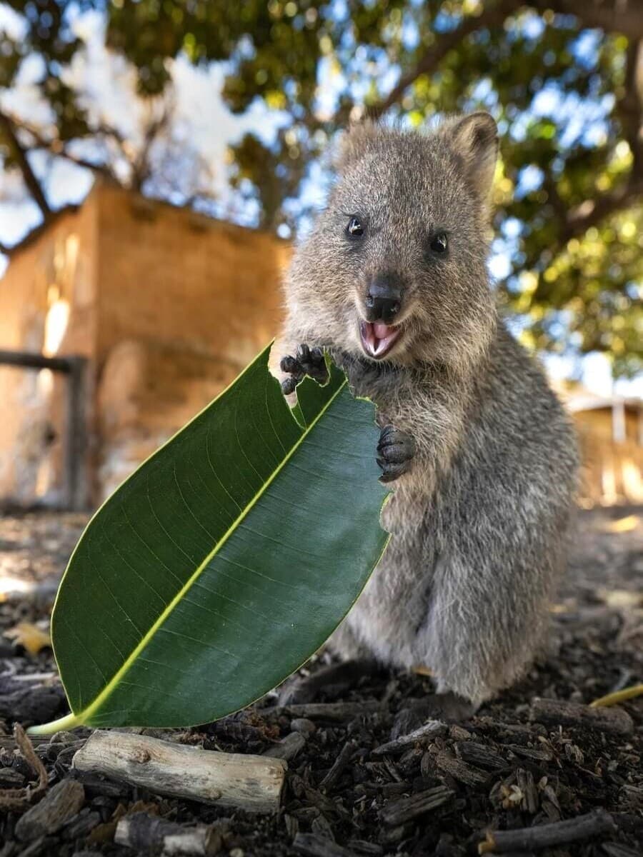Rottnest Island, Australia (1) Rottnest Island, Australia