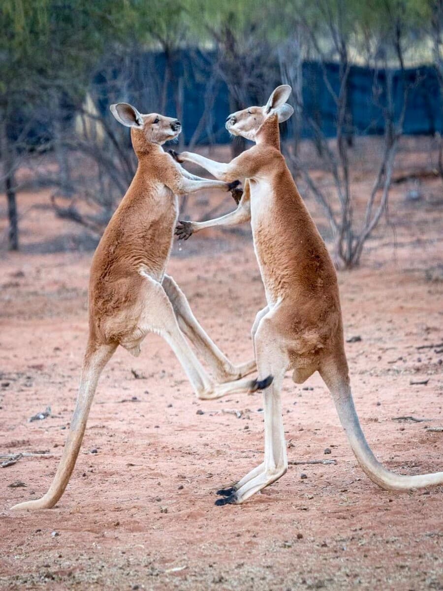 The Kangaroo Sanctuary, Australia The Kangaroo Sanctuary, Australia