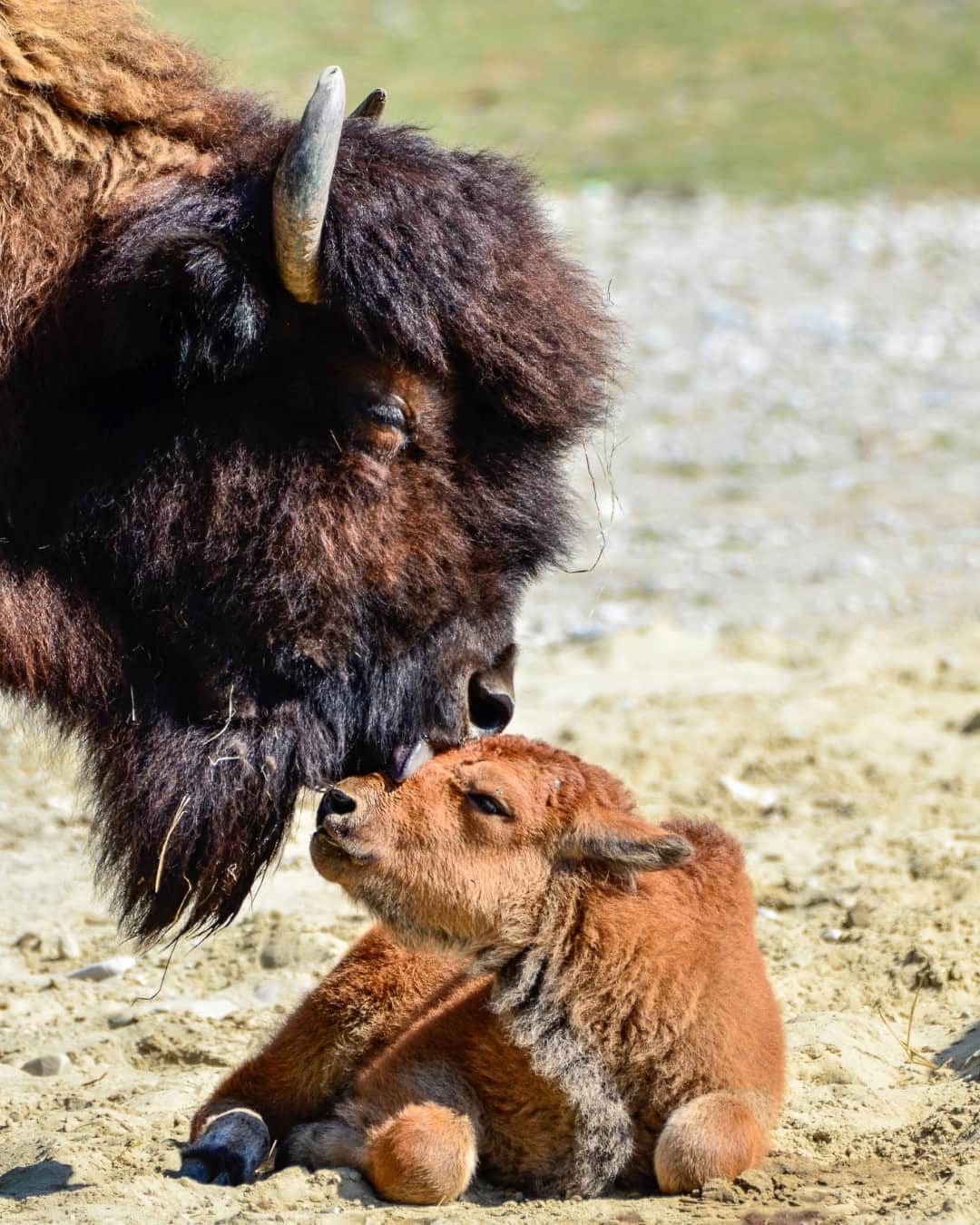 Yellowstone National Park, USA Yellowstone National Park, USA