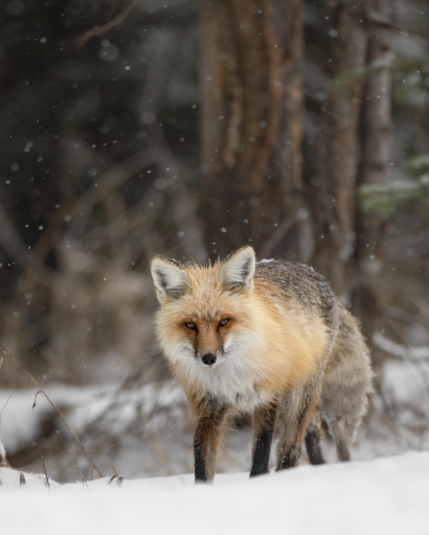 Yellowstone National Park, USA Yellowstone National Park, USA