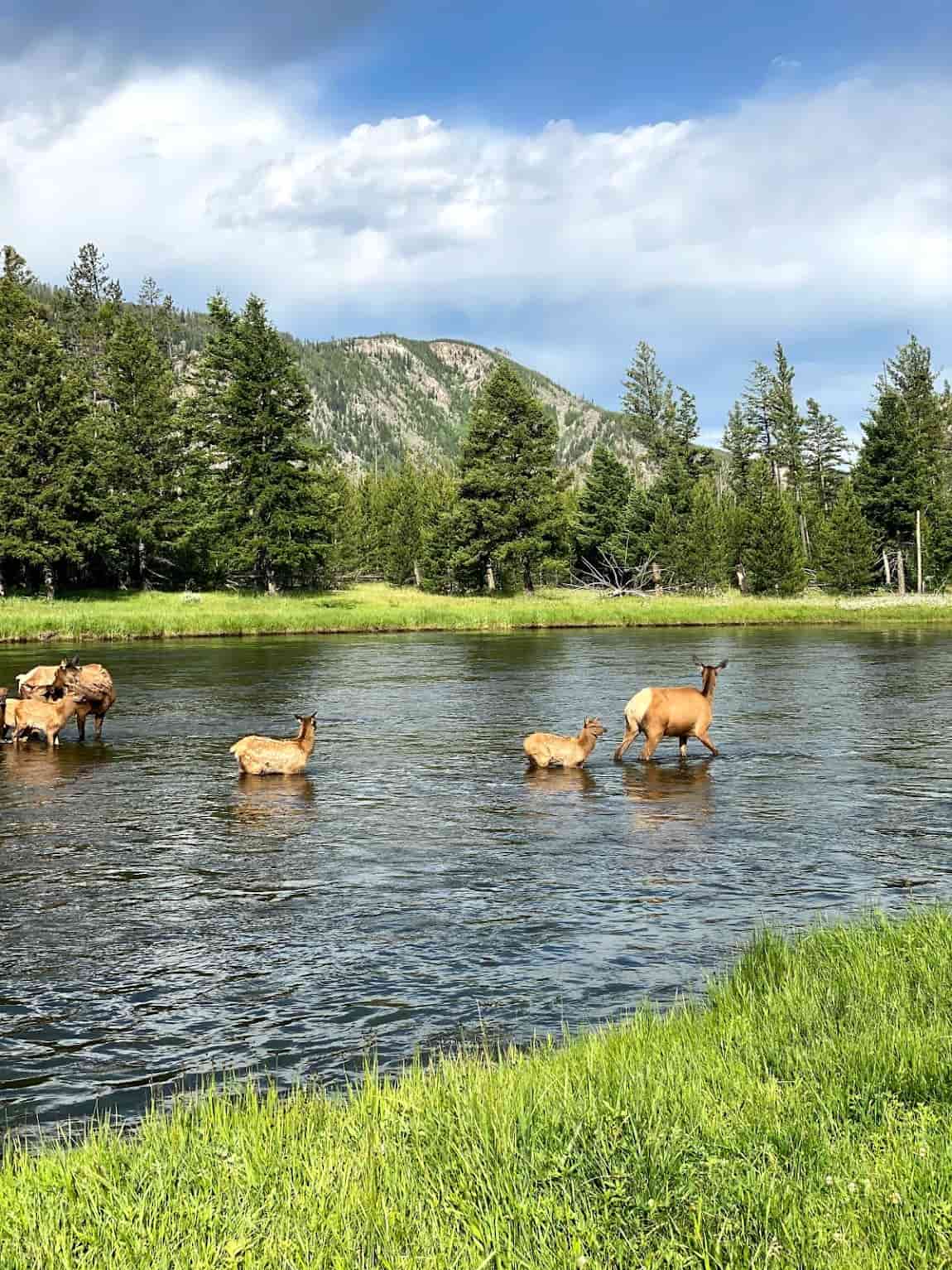 Yellowstone National Park, USA Yellowstone National Park, USA