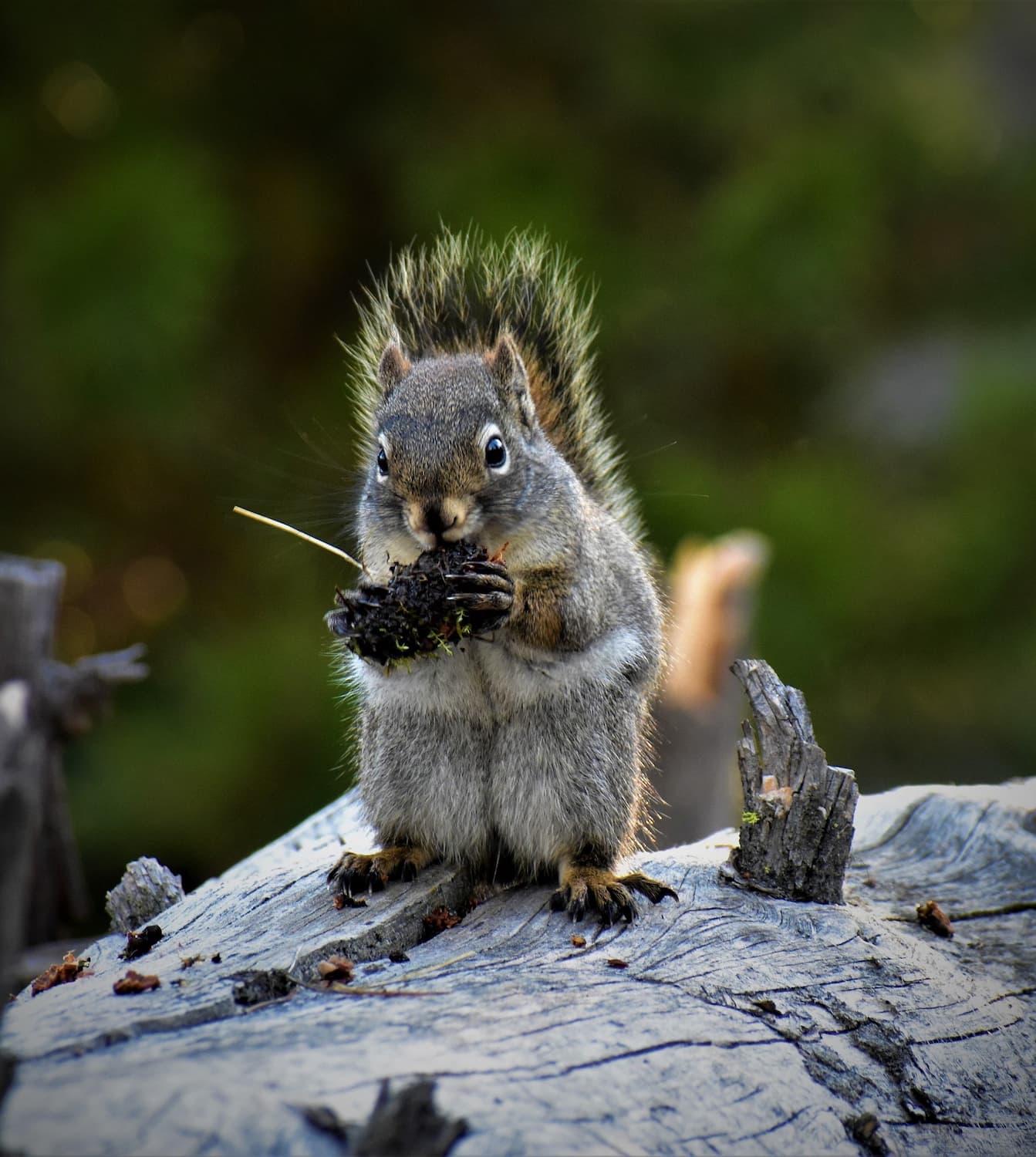 Yellowstone National Park, USA Yellowstone National Park, USA