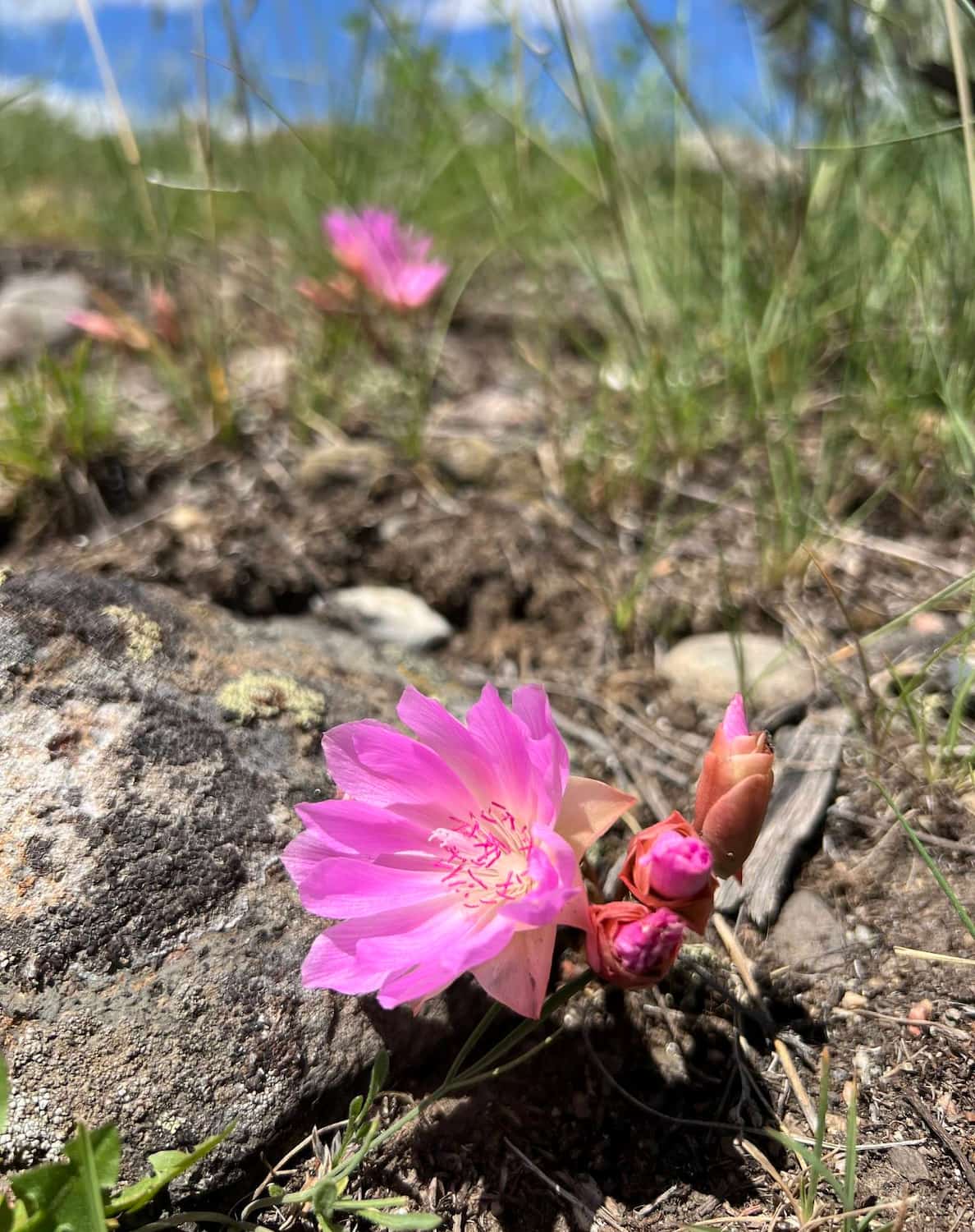 Yellowstone National Park, USA50