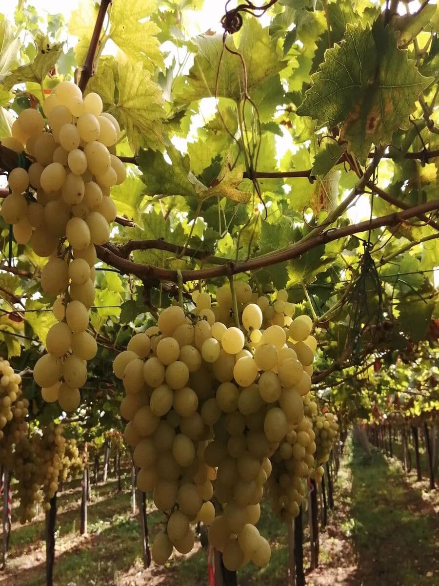 Castelli Romani, Italy Castelli Romani, Italy