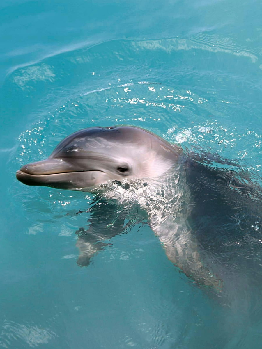 Dolphin Center, Puerto Aventuras, Riviera Maya Dolphin Center, Puerto Aventuras, Riviera Maya