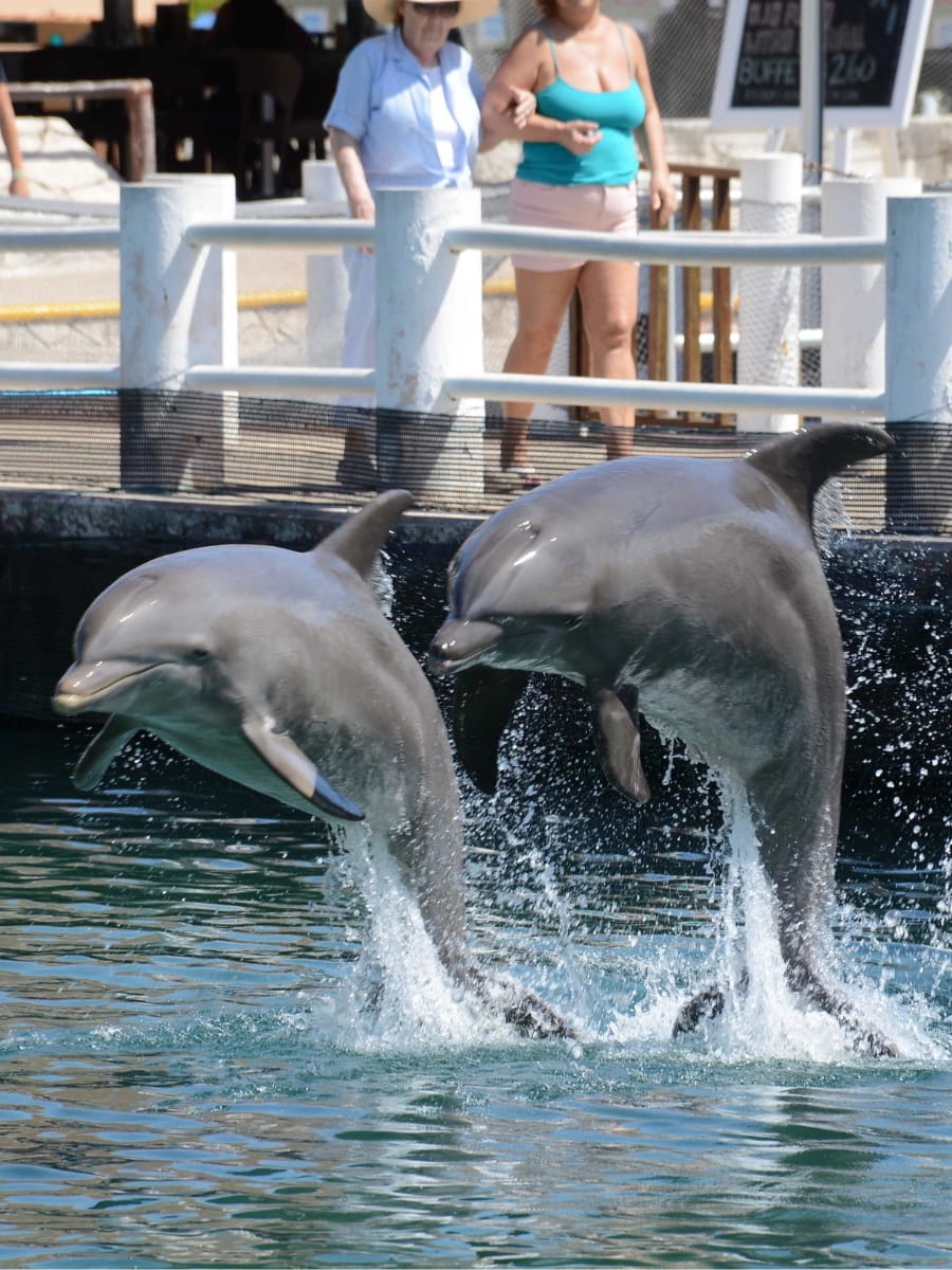 Dolphin Center, Puerto Aventuras, Riviera Maya Dolphin Center, Puerto Aventuras, Riviera Maya