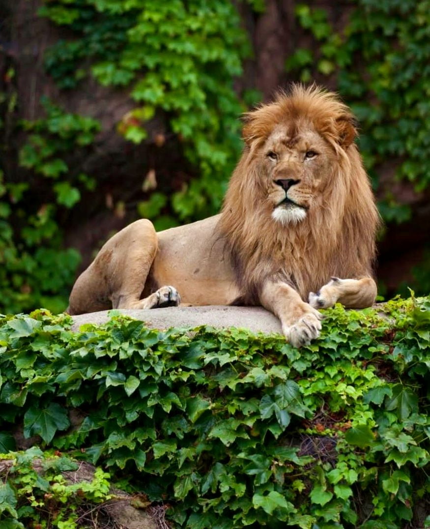 Lincoln Park, Chicago Lincoln Park, Chicago