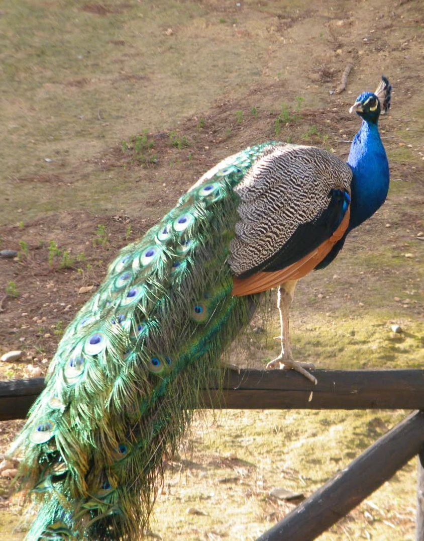 Monte Urpinu-Bonaria, Cagliari Monte Urpinu-Bonaria, Cagliari