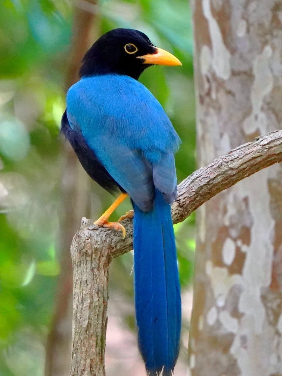 Puerto Morelos, Riviera Maya Puerto Morelos, Riviera Maya