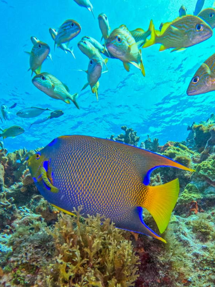 Reef National Park, Puerto Morelos, Riviera Maya Reef National Park, Puerto Morelos, Riviera Maya