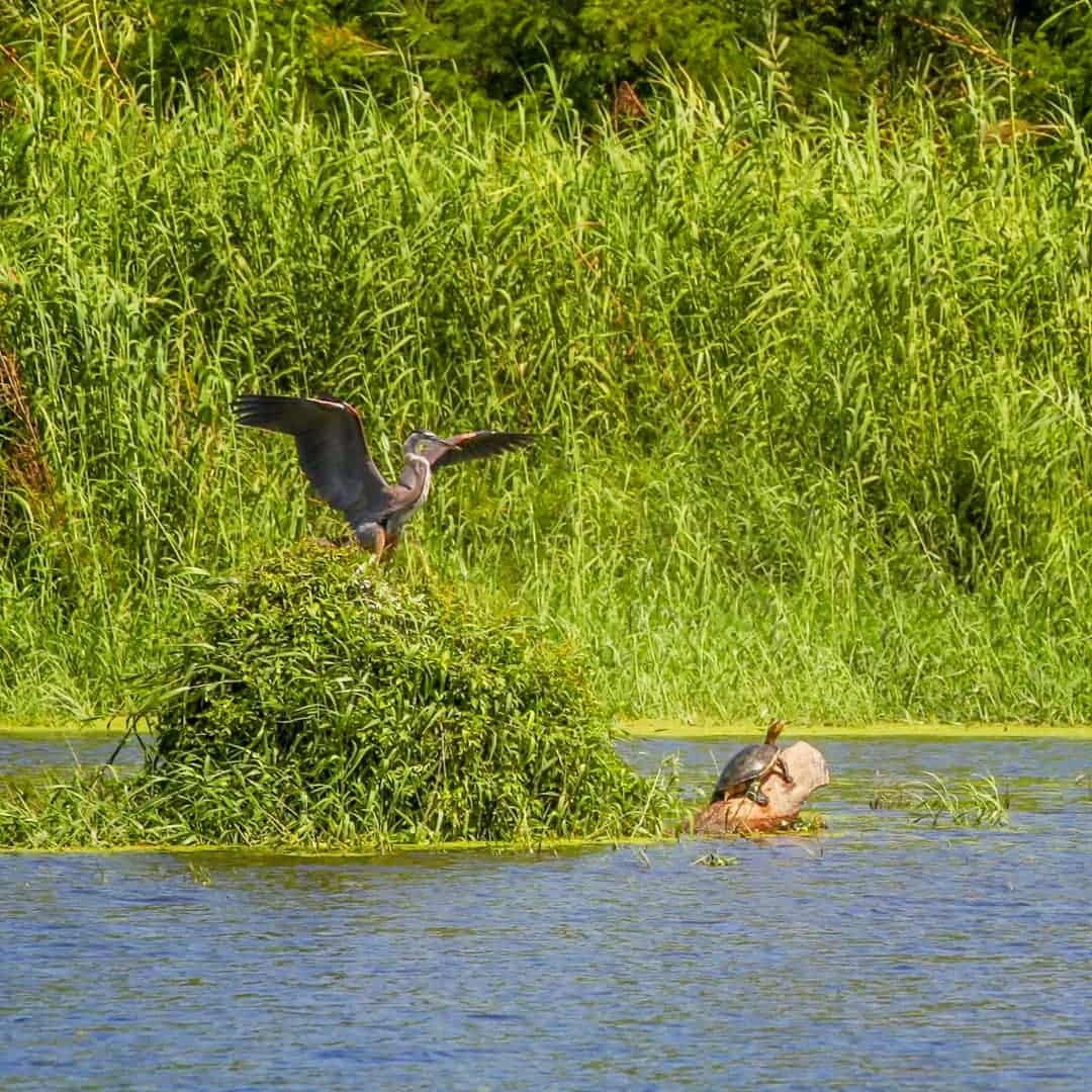 San José Estuary, Los Cabos San José Estuary, Los Cabos