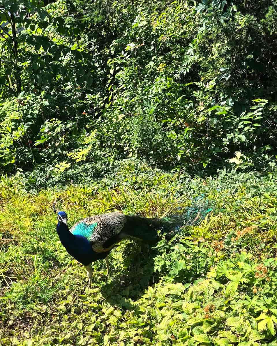 Stuttgart_WStuttgart Wilhelma Zoo, Germanyilhelma_Zoo_Germany2 Stuttgart Wilhelma Zoo, Germany