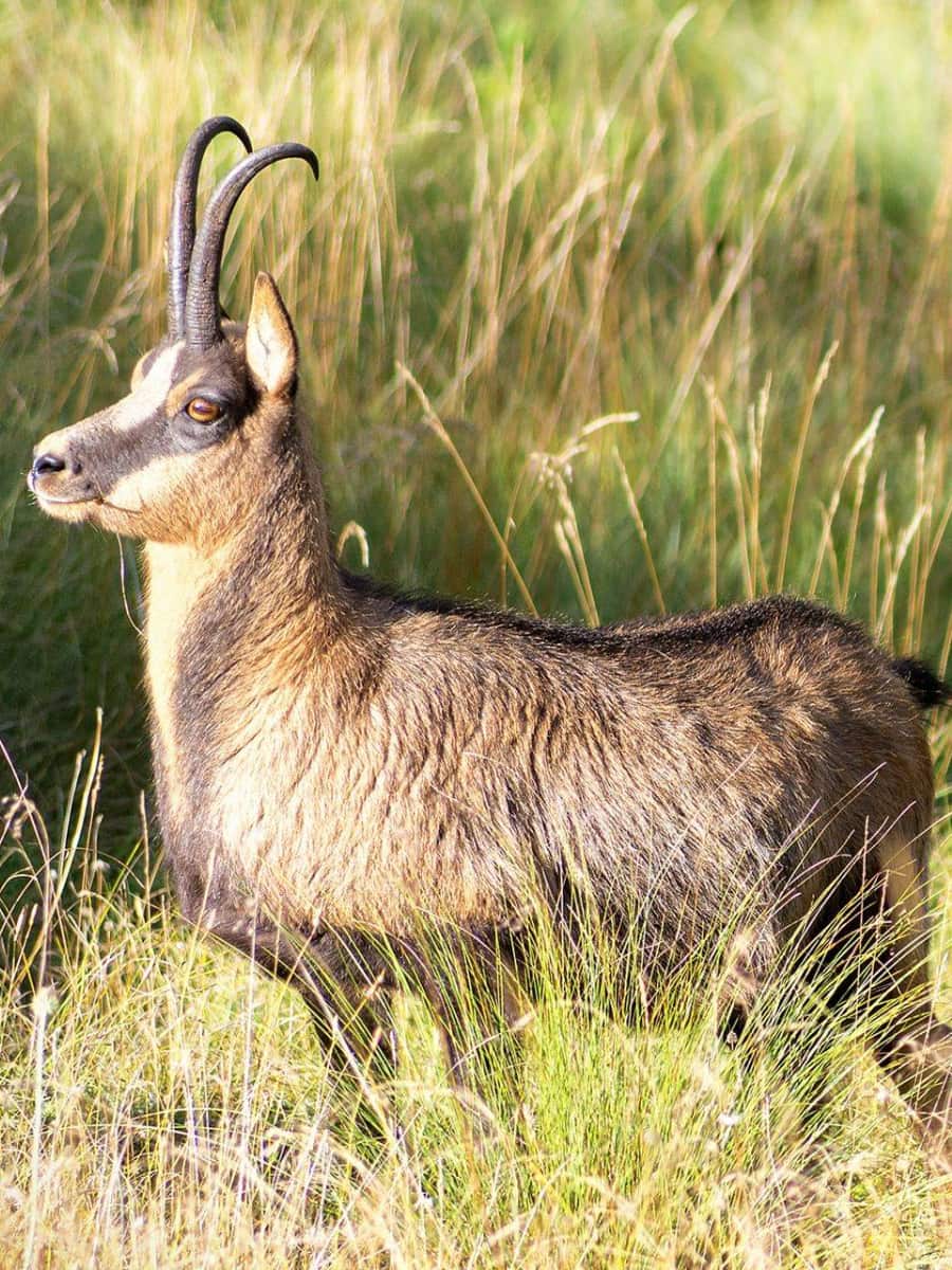 Abruzzo National Park, Abruzzo Abruzzo National Park, Abruzzo