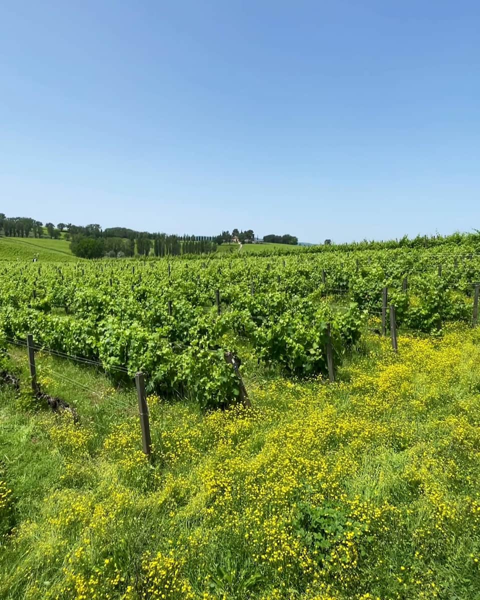 Arnaldo Caprai in Montefalco, Italy Arnaldo Caprai in Montefalco, Italy