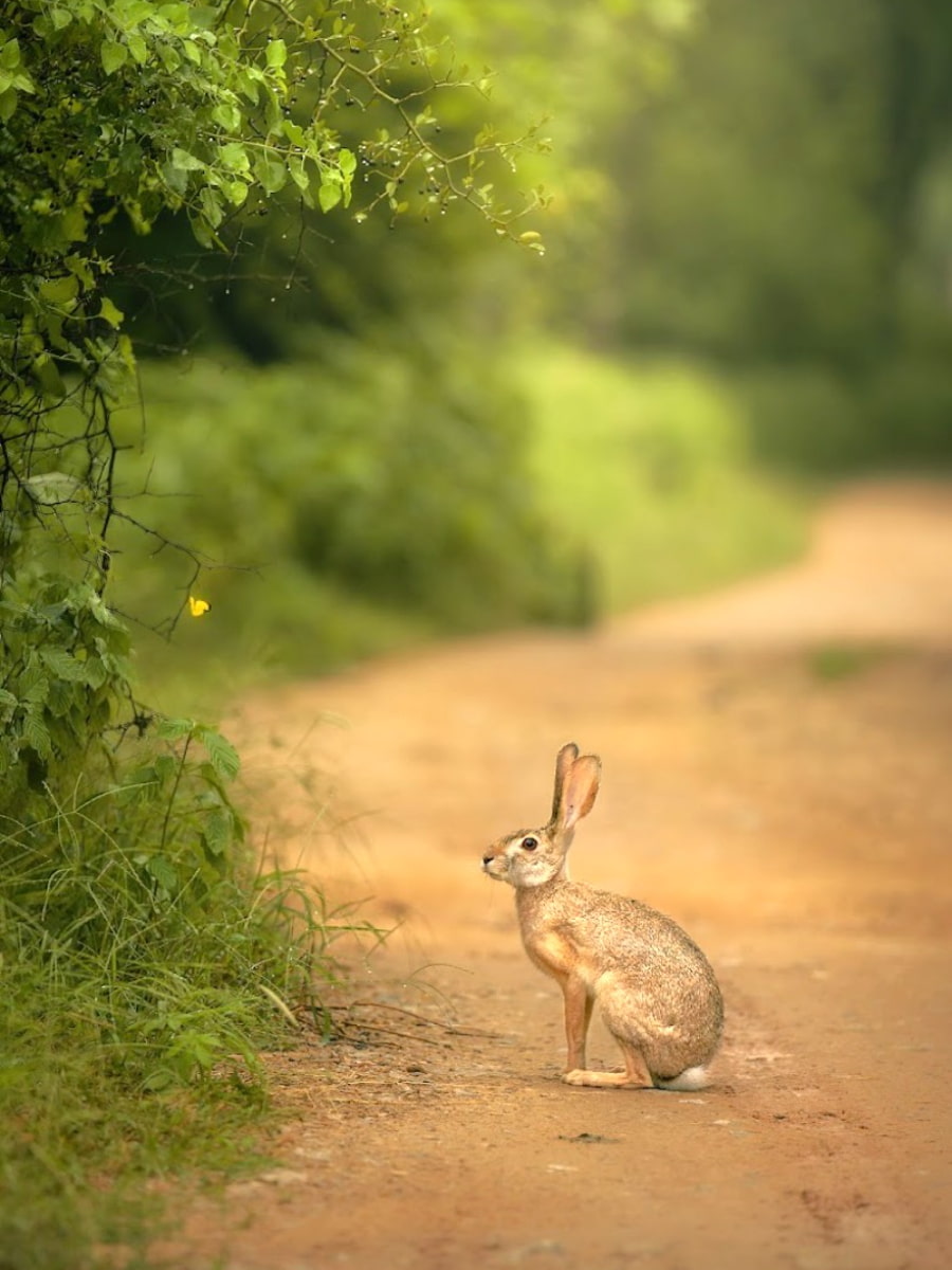 Jhalana Leopard Safari Park, Jaipur, India Jhalana Leopard Safari Park, Jaipur, India